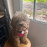 dog, puppy, fluffy, curly_fur, brown_fur, pet, harness, sitting, stool, window, indoor, portrait, cute, companion_animal, wooden_furniture, sunlight, home, looking_at_camera, collar, long_hair