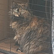 Aura joined the competition — help win amazing prizes! cat, tortoiseshell, fluffy, pet, indoor, wire_screen, green_eyes, curious, feline, animal, window, cage, fur, sitting, closeup, domestic_animal, looking, portrait, resting, cute