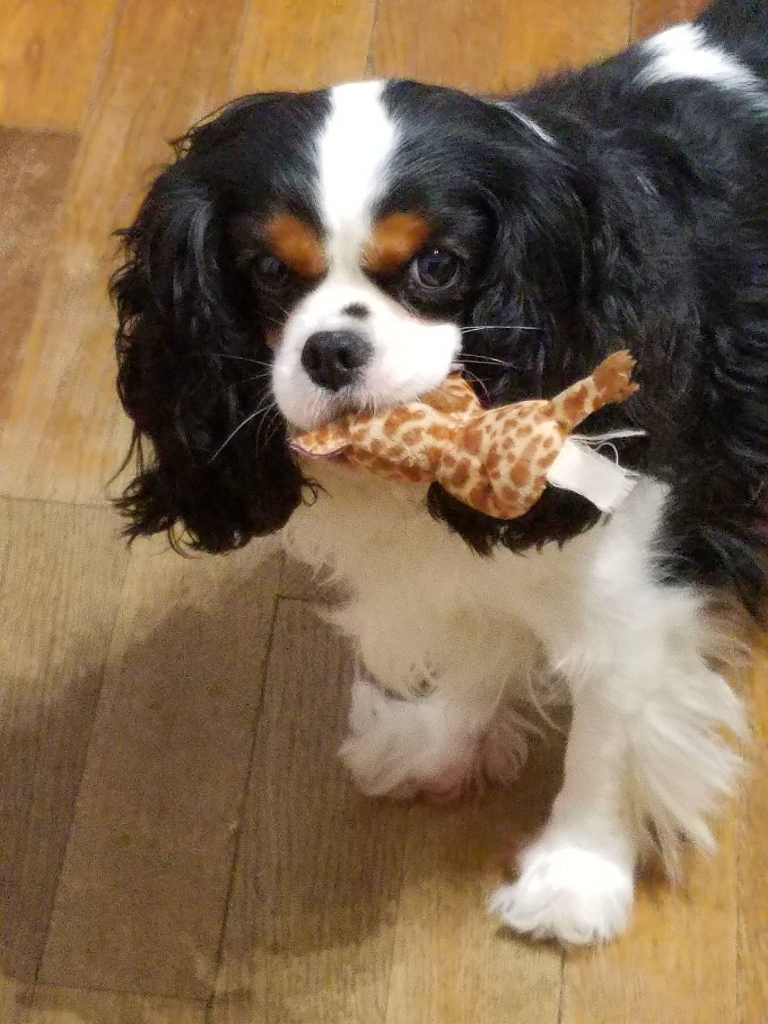 Harmonie participe au concours pour gagner de l'argent avec cette photo : canidae, carnivore, cavalier, cavalier_king_charles_spaniel, cavapoo, cocker_spaniel, companion_dog, dog, dog_breed, fawn, king_charles_spaniel, mammal, puppy, rare_breed_dog, russian_spaniel, snout, spaniel, sporting_group, toy_dog, vertebrate