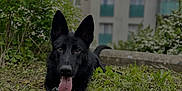 Usko participe au concours pour gagner de l'argent avec cette photo : animal, black_dog, building, canine, daylight, dog, ears, face, grass, greenery, happy, leash, nature, outdoor, paw, pet, playful, summer, tongue, tongue_out