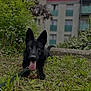 animal, black_dog, building, canine, daylight, dog, ears, face, grass, greenery, happy, leash, nature, outdoor, paw, pet, playful, summer, tongue, tongue_out