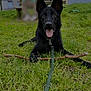 Usko a rejoint le concours — aidez-le/la à gagner de superbes lots ! animal, background, bench, black_dog, blurred_person, building, canine, daytime, dog, ears, grass, leash, nature, outdoor, park, pet, playful, stick, tongue_out, tree