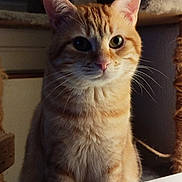 Caramel participe au concours pour gagner de l'argent avec cette photo : abyssinian, angora, animal, cat, citrusfruit, face, food, head, indoors, kitten, manx, person, pet, photography, plant, plywood, portrait, pottedplant, siamese, wood