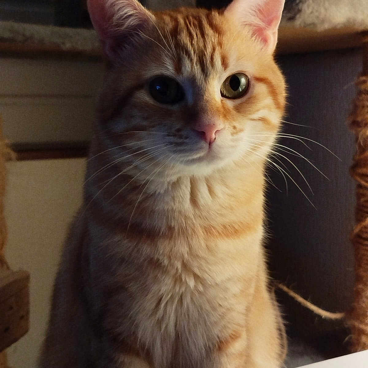 Caramel participe au concours pour gagner de l'argent avec cette photo : abyssinian, angora, animal, cat, citrusfruit, face, food, head, indoors, kitten, manx, person, pet, photography, plant, plywood, portrait, pottedplant, siamese, wood