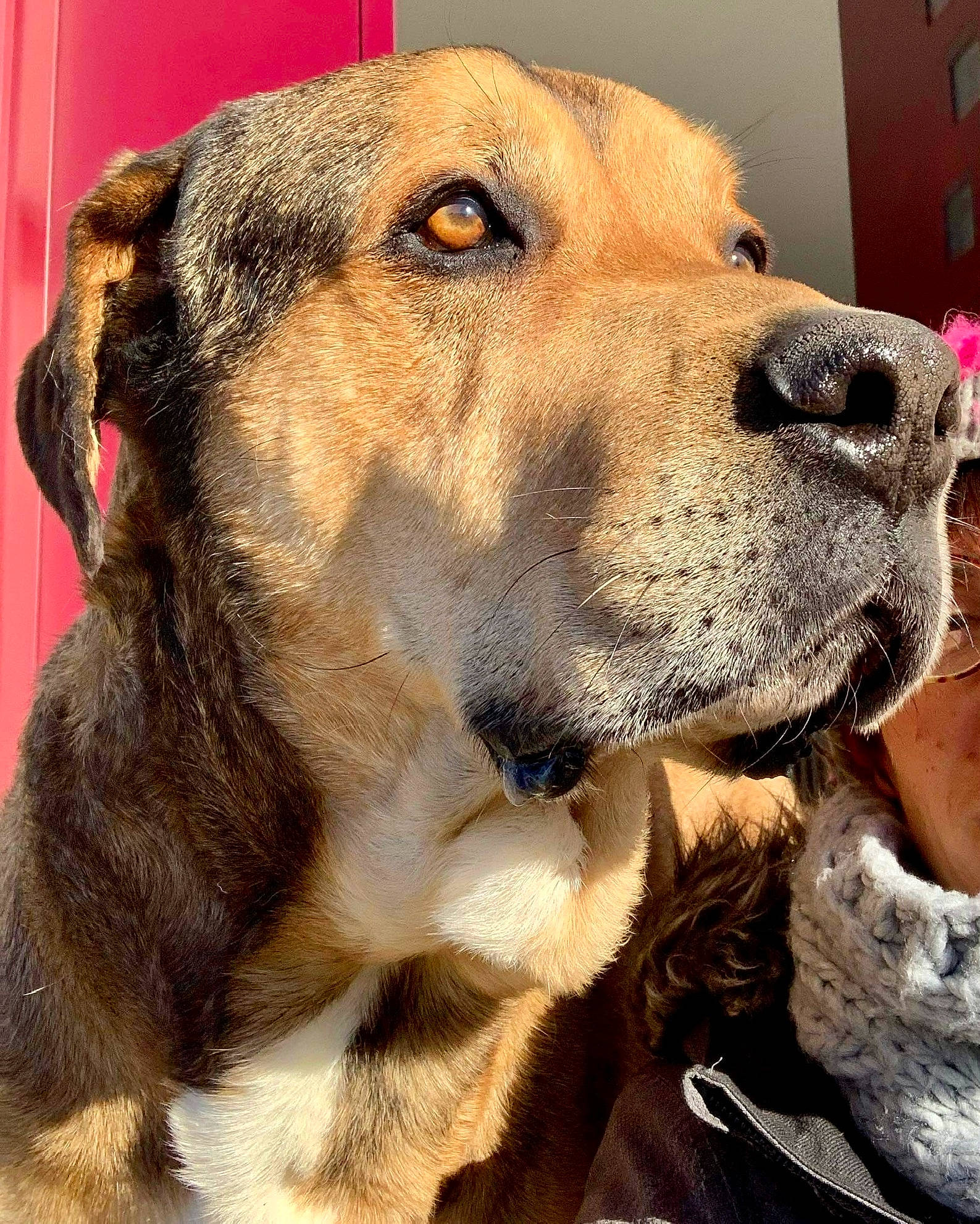 Igor participe au concours pour gagner de l'argent avec cette photo : ancient_dog_breeds, canidae, carnivore, collar, companion_dog, dog, dog_breed, dog_collar, door, fawn, fur, paw, pet_supply, snout, sporting_group, whiskers, working_animal, working_dog