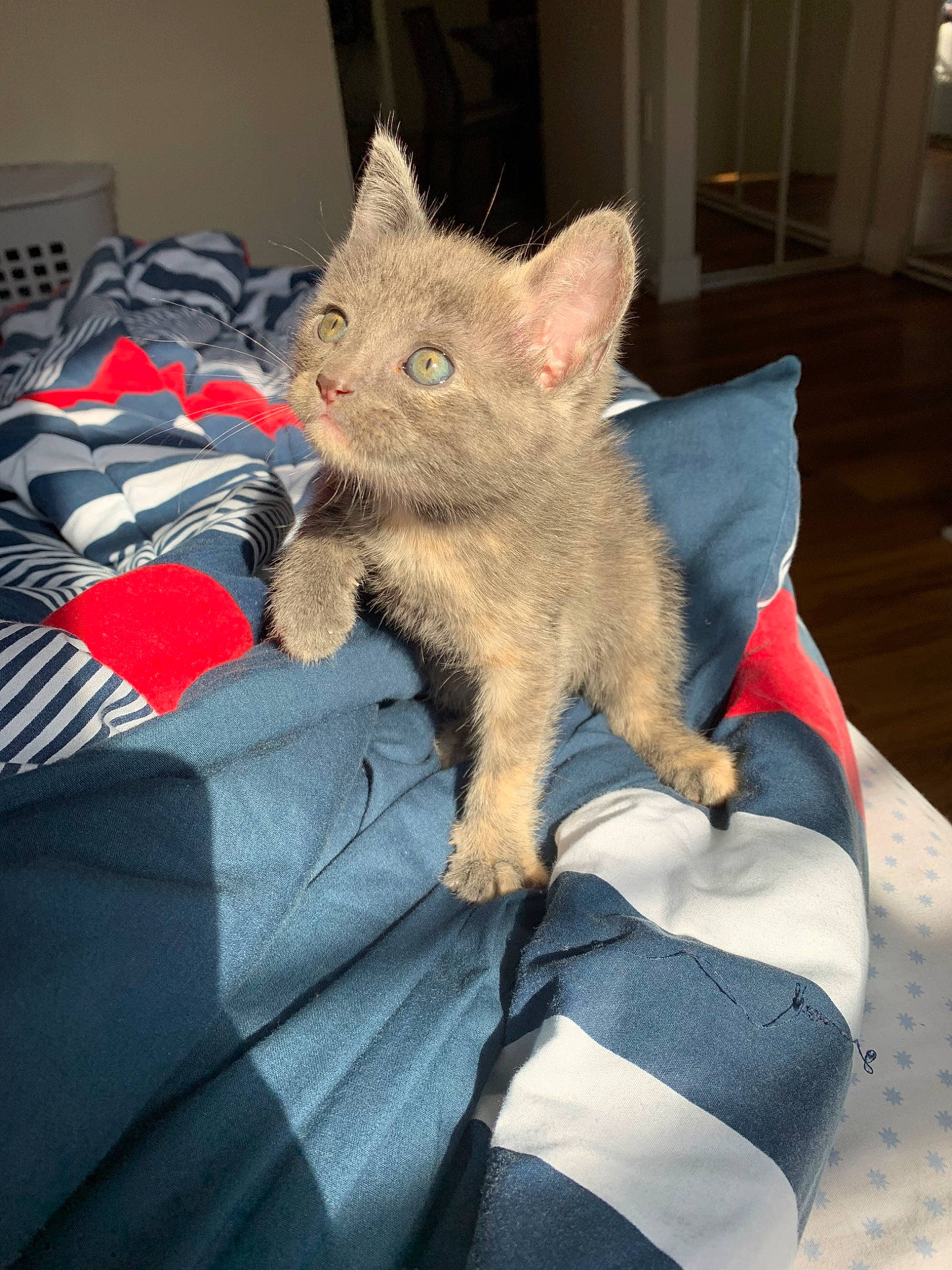 Amira is registered to the contest to win money with this photo: asian, carnivore, cat, domestic_short_haired_cat, ear, european_shorthair, fawn, felidae, fur, german_rex, kitten, mammal, nebelung, pixie_bob, polydactyl_cat, small_to_medium_sized_cats, tabby_cat, vertebrate, whiskers