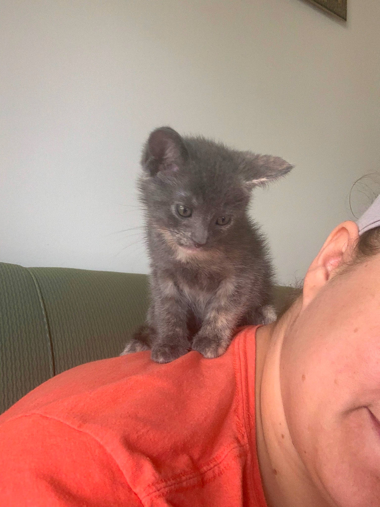 Amira joined the competition — help win amazing prizes! asian, british_semi_longhair, carnivore, cat, chartreux, domestic_short_haired_cat, felidae, german_rex, kitten, korat, mammal, nebelung, polydactyl_cat, russian_blue, skin, small_to_medium_sized_cats, snout, vertebrate, whiskers