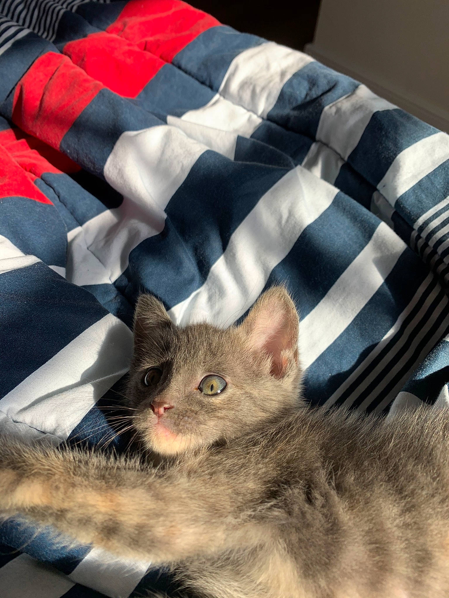 Amira joined the competition — help win amazing prizes! american_shorthair, asian, british_shorthair, carnivore, cat, chartreux, domestic_short_haired_cat, european_shorthair, felidae, fur, kitten, russian_blue, small_to_medium_sized_cats, snout, tabby_cat, whiskers