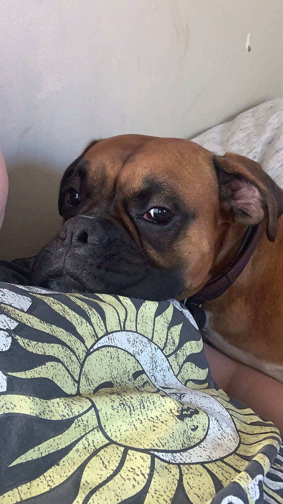 Jovi is registered to the contest to win money with this photo: art, bored, boxer, canidae, carnivore, comfort, companion_dog, dog, dog_breed, fawn, liver, non_sporting_group, pet_supply, snout, sporting_group, terrestrial_animal, whiskers, working_animal, working_dog, wrinkle