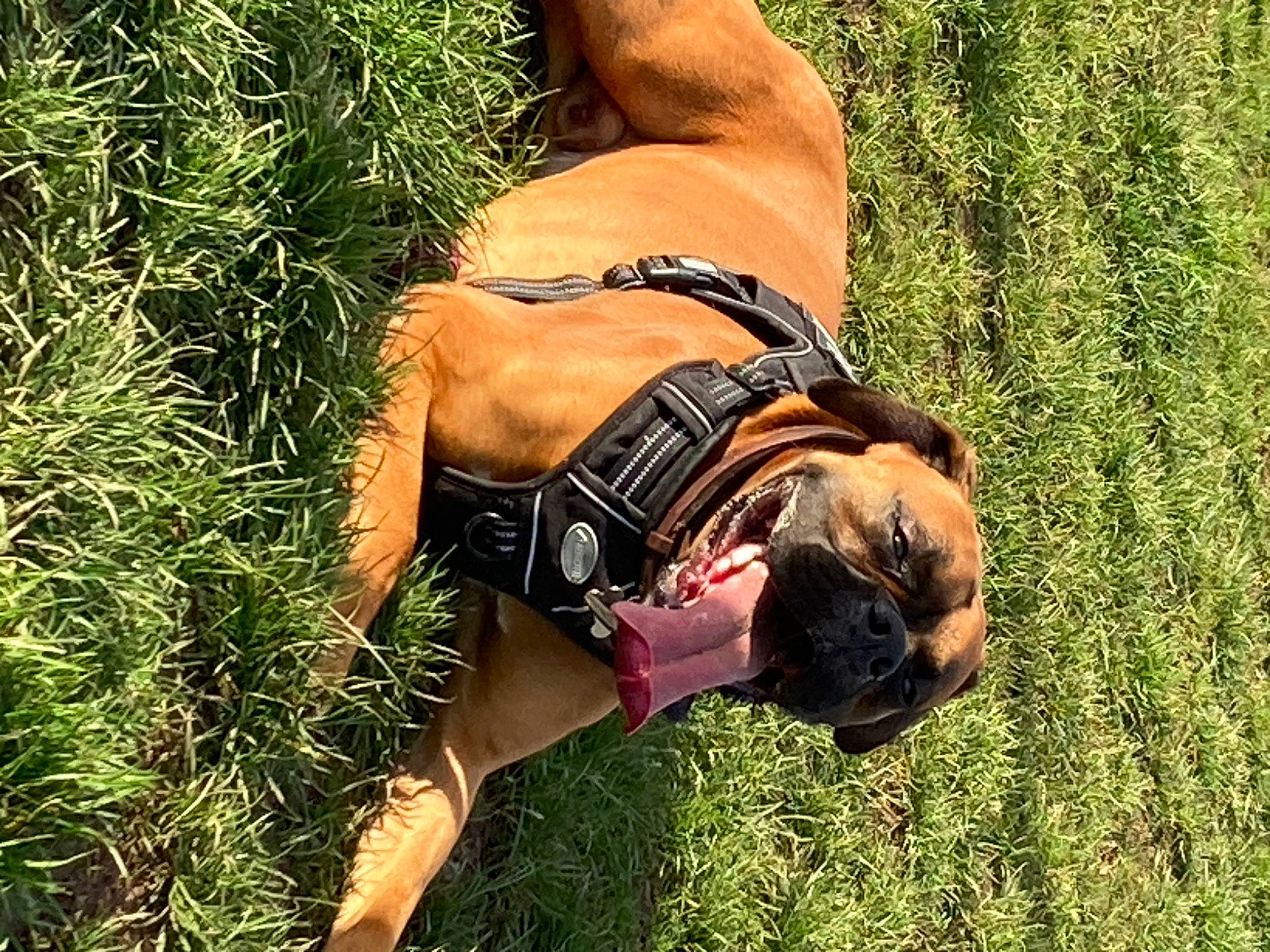 Jovi is registered to the contest to win money with this photo: barechested, carnivore, chest, companion_dog, dog, dog_breed, elbow, eyewear, fawn, grass, grassland, happy, knee, meadow, people_in_nature, shorts, snout, sunglasses, thigh, trunk