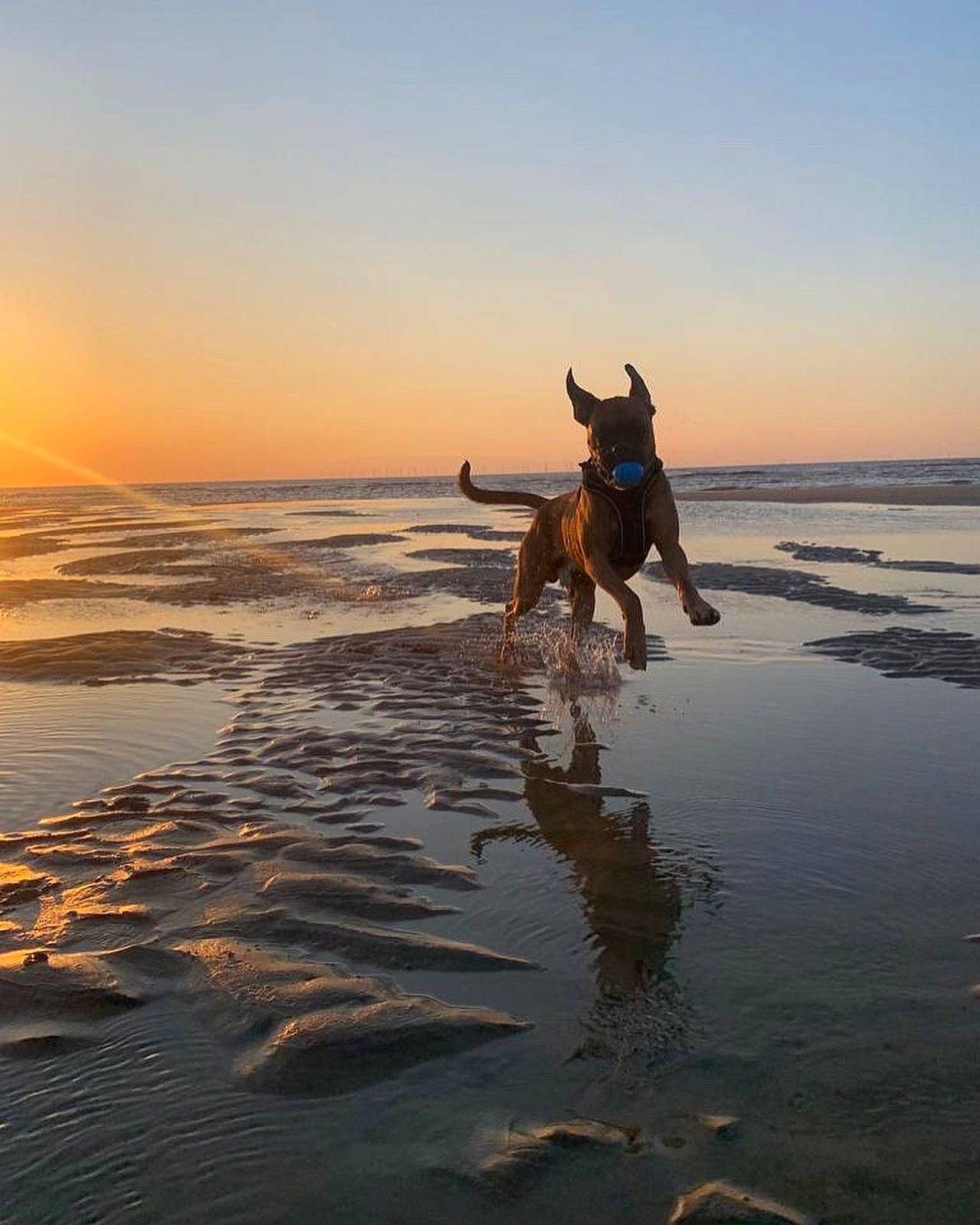 Jovi joined the competition — help win amazing prizes! beach, body_of_water, carnivore, dog, dog_breed, dusk, fawn, fun, happy, horizon, lake, landscape, sky, sporting_group, sunrise, sunset, vertebrate, water, wind_wave, working_animal
