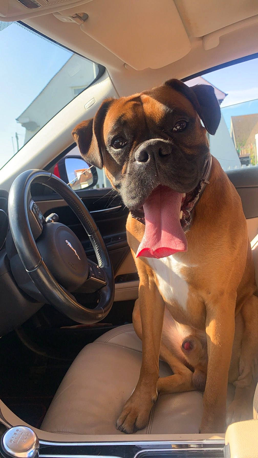 Jovi is registered to the contest to win money with this photo: auto_part, automotive_design, canidae, car, car_seat_cover, carnivore, companion_dog, dog, dog_breed, dog_collar, family_car, fawn, motor_vehicle, personal_luxury_car, sky, snout, sporting_group, steering_wheel, vehicle_door, working_animal