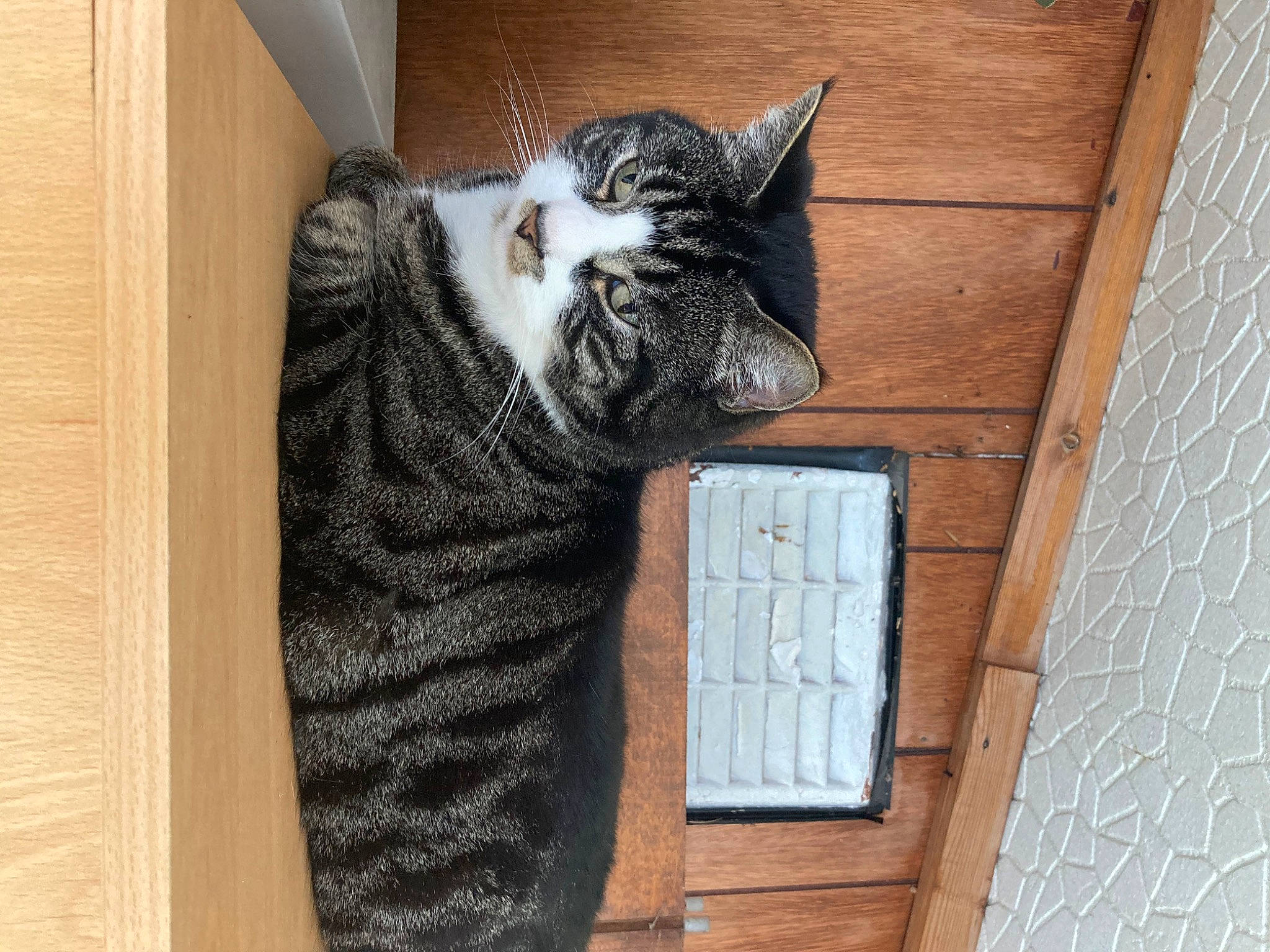 Tigger joined the competition — help win amazing prizes! carnivore, cat, claw, comfort, domestic_short_haired_cat, felidae, flooring, fur, hardwood, pattern, paw, room, small_to_medium_sized_cats, snout, tail, terrestrial_animal, whiskers, window, wood, wool