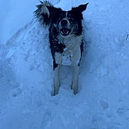 Ceonna joined the competition — help win amazing prizes! dog, snow, outdoor, animal, winter, fur, black_and_white, pet, playful, cold, excited, nature, canine, portrait, snowy, happy, standing, winter_climate, daylight, animal_face