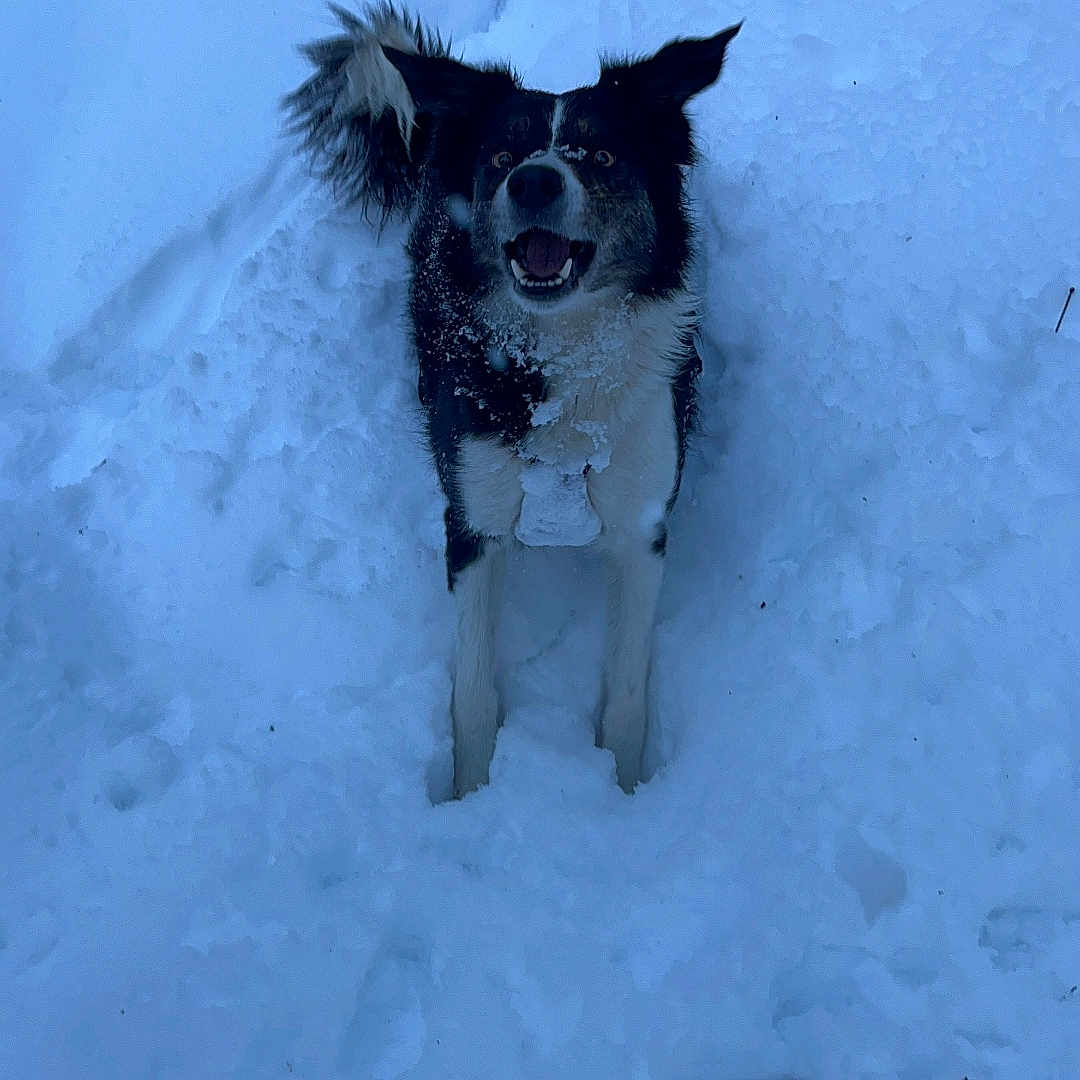 Ceonna joined the competition — help win amazing prizes! dog, snow, outdoor, animal, winter, fur, black_and_white, pet, playful, cold, excited, nature, canine, portrait, snowy, happy, standing, winter_climate, daylight, animal_face