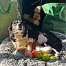Ceonna a rejoint le concours — aidez-le/la à gagner de superbes lots ! animal, black_and_white_dog, comfortable, cozy, daylight, dog, firewood, floor, gray_bed, green_bag, household, indoor, pet, pet_bed, relaxed, resting, stuffed_animal, sunlight, tennis_balls, toy