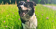 Ceonna a rejoint le concours — aidez-le/la à gagner de superbes lots ! animal, black_and_white, blurred_background, canine, dog, field, floral_crown, flowers, grass, greenery, happy, joyful, meadow, nature, outdoor, panting, pet, playful, summer, sunlight