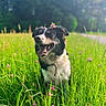 animal, black_and_white, blurred_background, canine, dog, field, floral_crown, flowers, grass, greenery, happy, joyful, meadow, nature, outdoor, panting, pet, playful, summer, sunlight