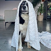 Ceonna participe au concours pour gagner de l'argent avec cette photo : animal, black_and_white, blanket, canine, cozy, curtains, cute, dog, floor, furniture, home, indoor, living_room, modern, pet, plant, portrait, seated, towel, window
