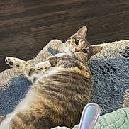 Anastasia is registered to the contest to win money with this photo: cat, tabby, pet, indoor, rug, flooring, curious, wide_eyes, lying_down, cozy, domestic, feline, whiskers, paws, fur, relaxed, spoon, blanket, texture, home