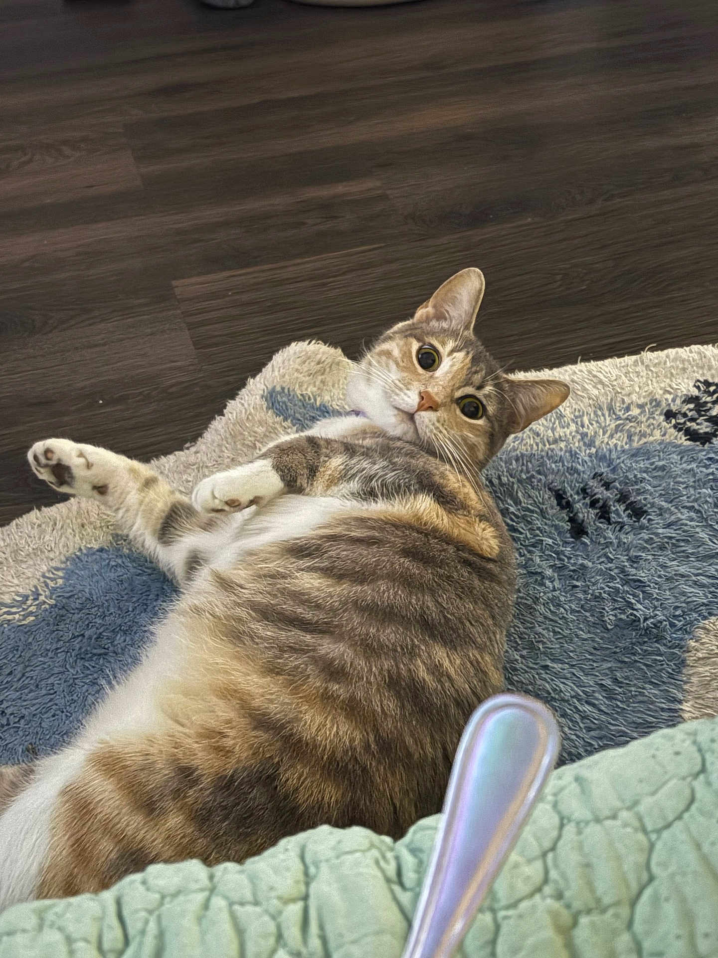 Anastasia is registered to the contest to win money with this photo: cat, tabby, pet, indoor, rug, flooring, curious, wide_eyes, lying_down, cozy, domestic, feline, whiskers, paws, fur, relaxed, spoon, blanket, texture, home