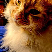 Nelly joined the competition — help win amazing prizes! abyssinian, angora, animal, cat, hardwood, kitten, manx, pet, siamese, wood