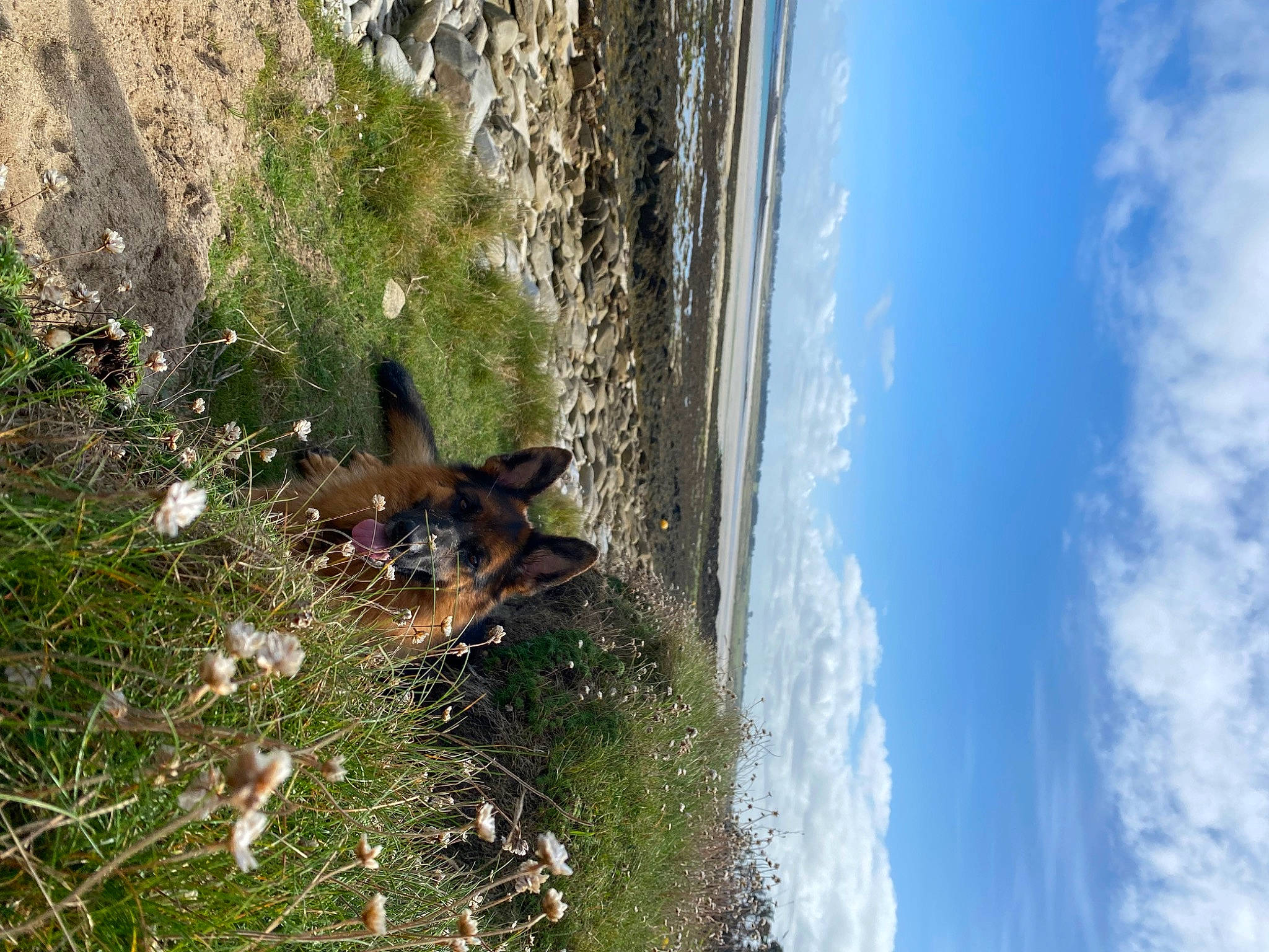 Sky a rejoint le concours — aidez-le/la à gagner de superbes lots ! adventure, canidae, carnivore, cloud, cumulus, dog, dog_breed, fawn, flower, grass, landscape, plant, sky, sporting_group, tree, trunk, water, wildlife, window, wood