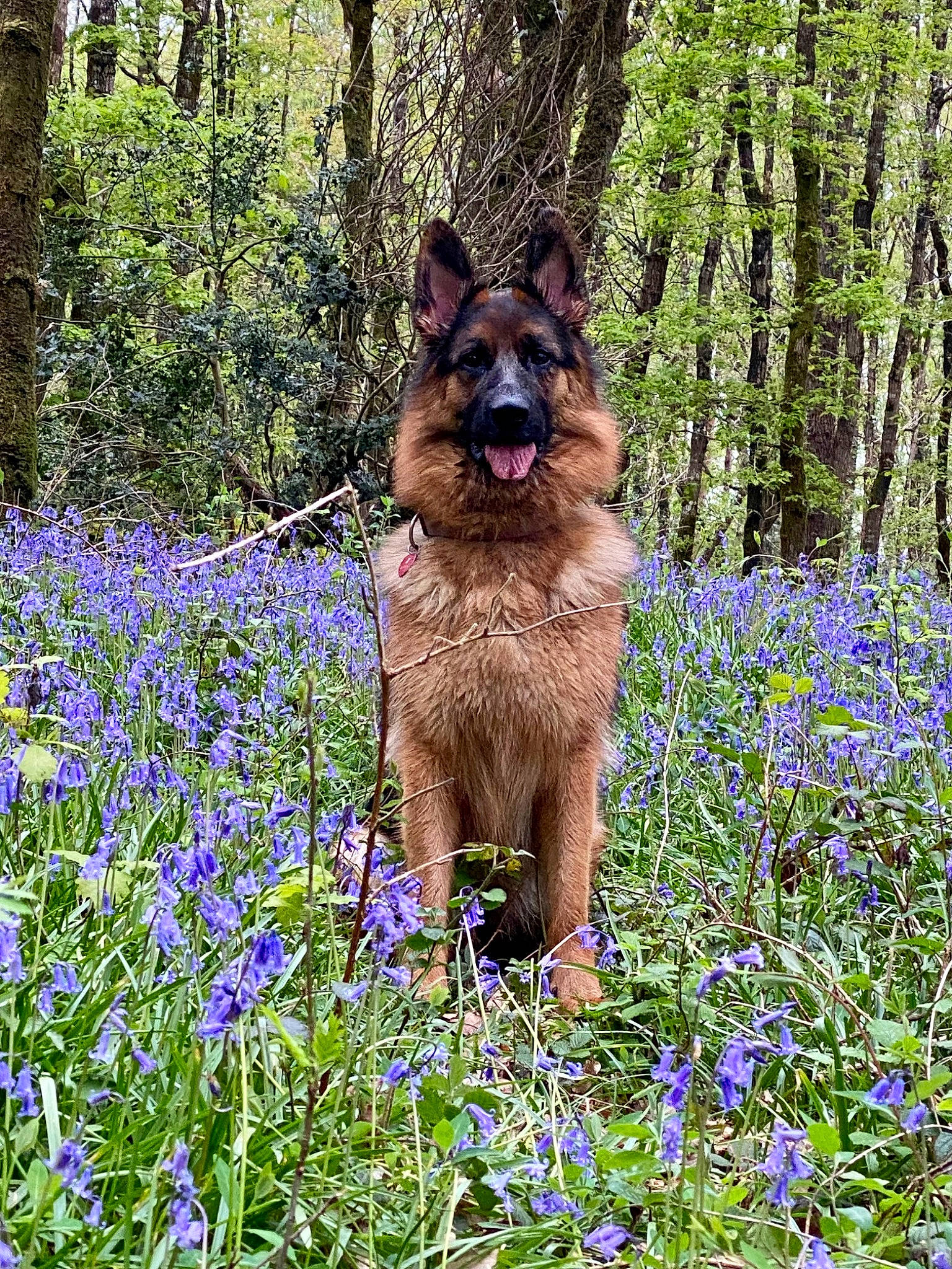 Sky a rejoint le concours — aidez-le/la à gagner de superbes lots ! canidae, carnivore, companion_dog, dog, dog_breed, electric_blue, fawn, flower, flowering_plant, forest, grass, groundcover, herbaceous_plant, people_in_nature, plant, shrub, sporting_group, tree, wood, working_animal