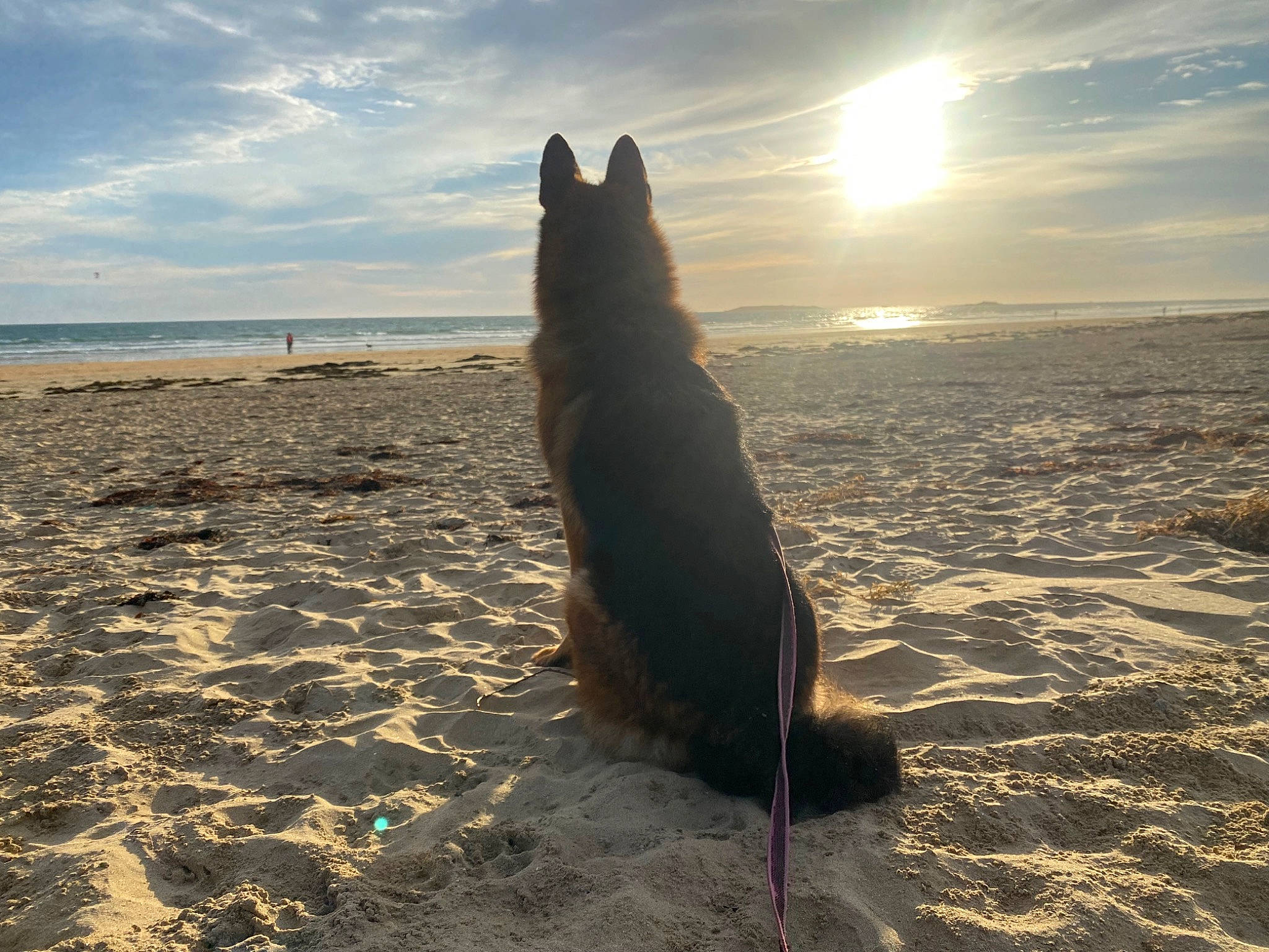Sky a rejoint le concours — aidez-le/la à gagner de superbes lots ! beach, canidae, carnivore, cloud, coastal_and_oceanic_landforms, dog, dog_breed, fawn, horizon, landscape, sand, shore, sky, sporting_group, sunlight, tree, water, wave, wind_wave, wood