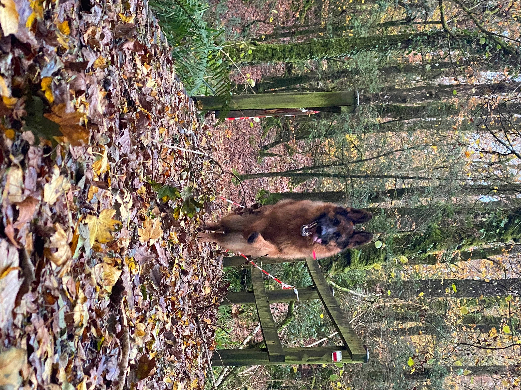 Sky participe au concours pour gagner de l'argent avec cette photo : beak, deciduous, fawn, forest, grass, groundcover, natural_landscape, natural_material, northern_hardwood_forest, plant, plant_stem, soil, tail, terrestrial_animal, tree, trunk, twig, wildlife, wood, woodland