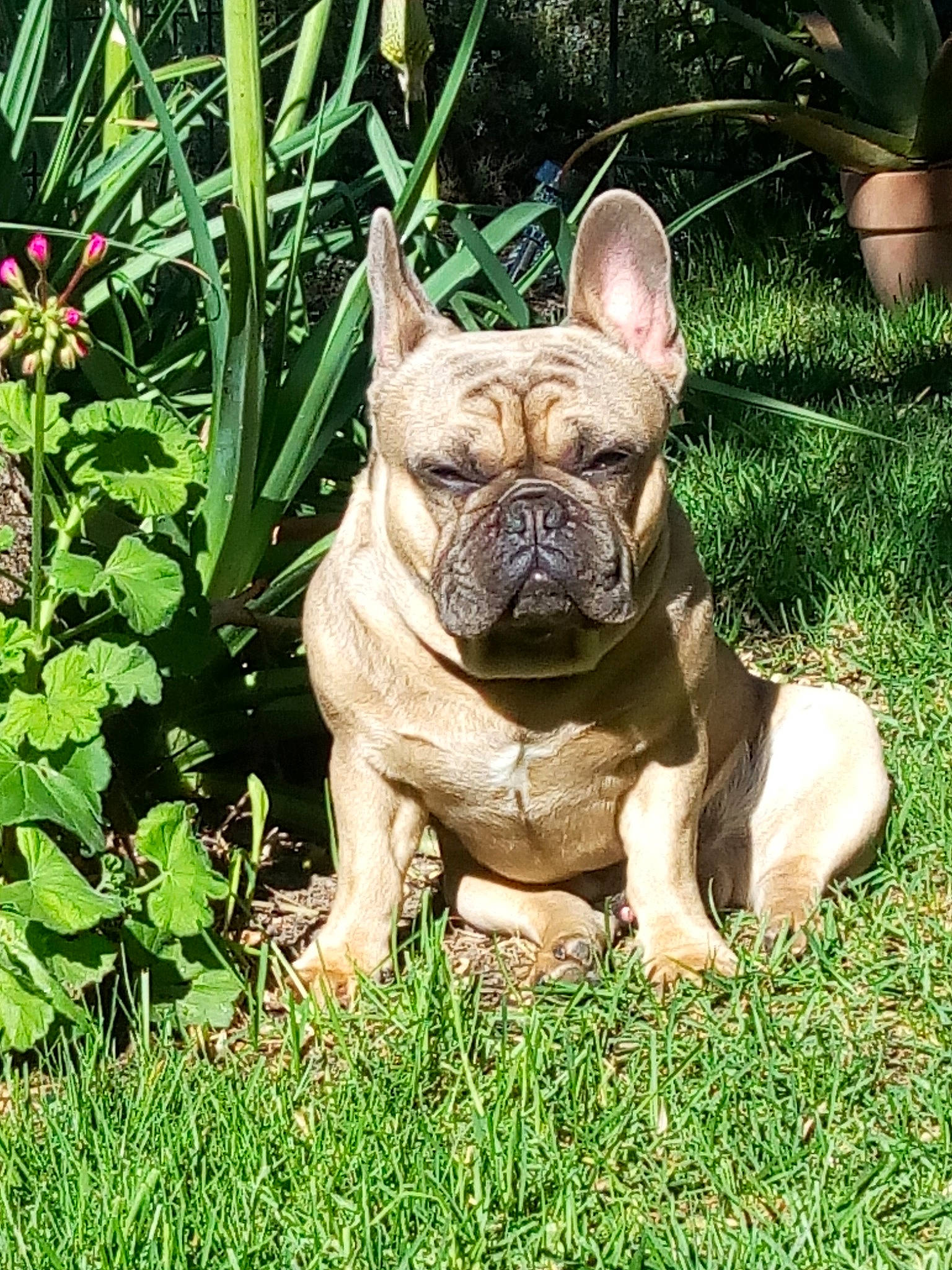 Paulo participe au concours pour gagner de l'argent avec cette photo : bulldog, canidae, carnivore, companion_dog, dog, dog_breed, fawn, flowerpot, grass, groundcover, molosser, plant, sculpture, snout, sporting_group, terrestrial_animal, terrestrial_plant, toy_dog, working_animal, wrinkle