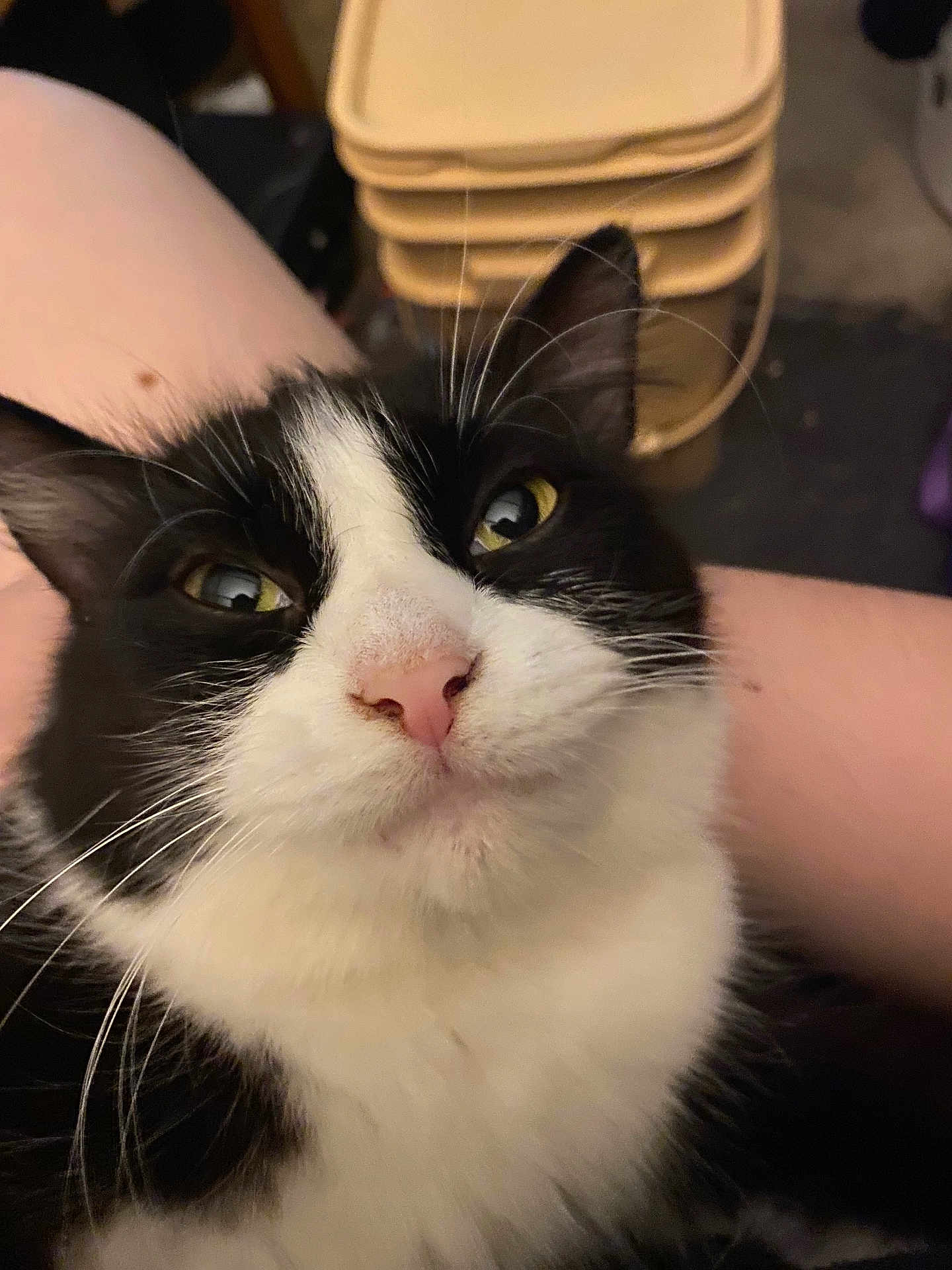 Panda joined the competition — help win amazing prizes! cat, black_and_white, pet, close_up, whiskers, pink_nose, animal, feline, indoor, curious, face, ears, fur, lap, resting, stack, trays, human, skin, background