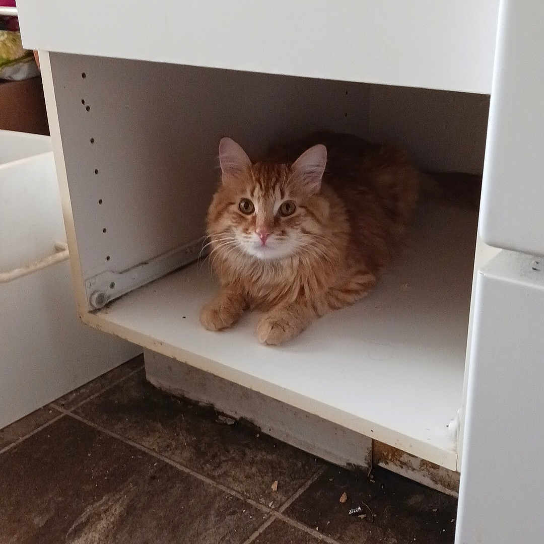 Dexter is registered to the contest to win money with this photo: animal, cabinet, cat, cozy, curious, ears, empty_space, feline, floor, fur, home, indoor, looking_at_camera, orange_tabby, paws, pet, resting, tile_floor, whiskers, white_cabinet