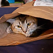 Onyx is registered to the contest to win money with this photo: animal, brown, cat, close_up, cozy, curious, cute, domestic_cat, ears, eyes, face, feline, hidden, indoor, paper_bag, pet, playful, resting, soft_lighting, whiskers
