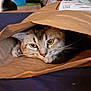 animal, brown, cat, close_up, cozy, curious, cute, domestic_cat, ears, eyes, face, feline, hidden, indoor, paper_bag, pet, playful, resting, soft_lighting, whiskers