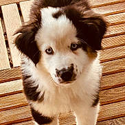 Aïko participe au concours pour gagner de l'argent avec cette photo : adorable, animal, black_and_white, blue_eyes, close_up, curious, cute, dog, domestic_animal, fluffy, fur, innocent, looking_up, outdoor, pet, puppy, standing, tail, wooden_deck, young_dog