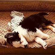 Aïko participe au concours pour gagner de l'argent avec cette photo : puppy, dog, sleeping, bed, pet_bed, furry, cozy, indoor, resting, animal, black_and_white, tan, soft_texture, blanket, floor, cute, young_dog, canine, relaxation, peaceful