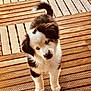 adorable, animal, black_and_white, blue_eyes, canine, cute, dog, domestic_animal, fluffy, fur, looking_up, outdoor, pets, playful, puppy, small_dog, standing, tail, wooden_deck, young_dog