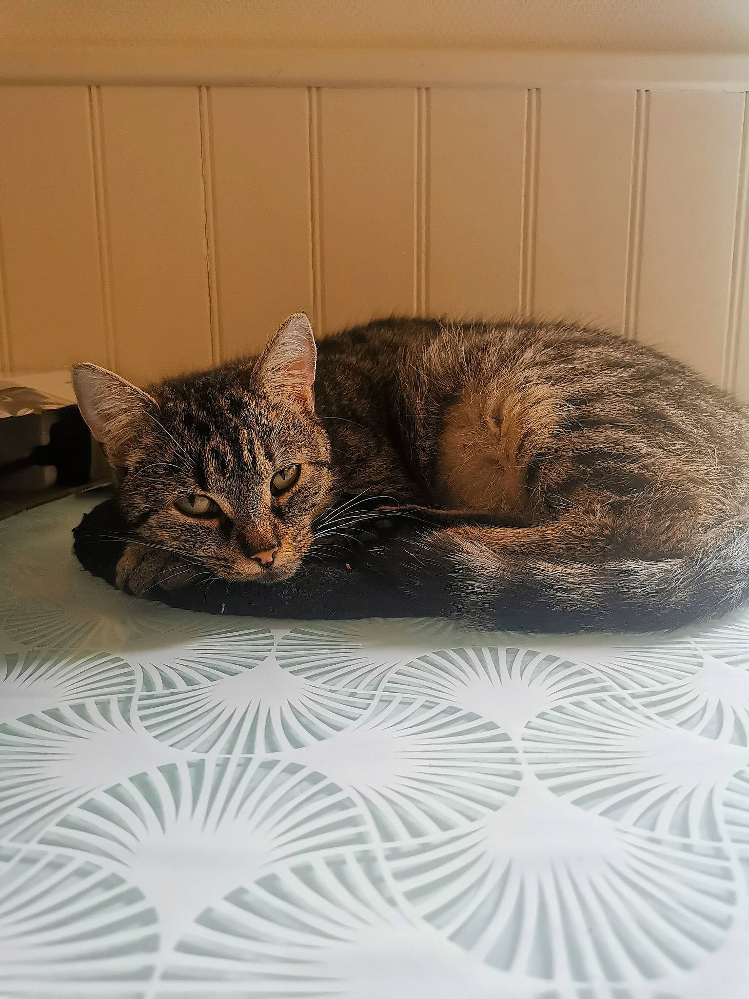 Dolyta a rejoint le concours — aidez-le/la à gagner de superbes lots ! bed, carnivore, cat, cat_bed, cat_supply, claw, comfort, domestic_short_haired_cat, felidae, fur, grey, linens, nap, room, small_to_medium_sized_cats, snout, tail, terrestrial_animal, tree, whiskers