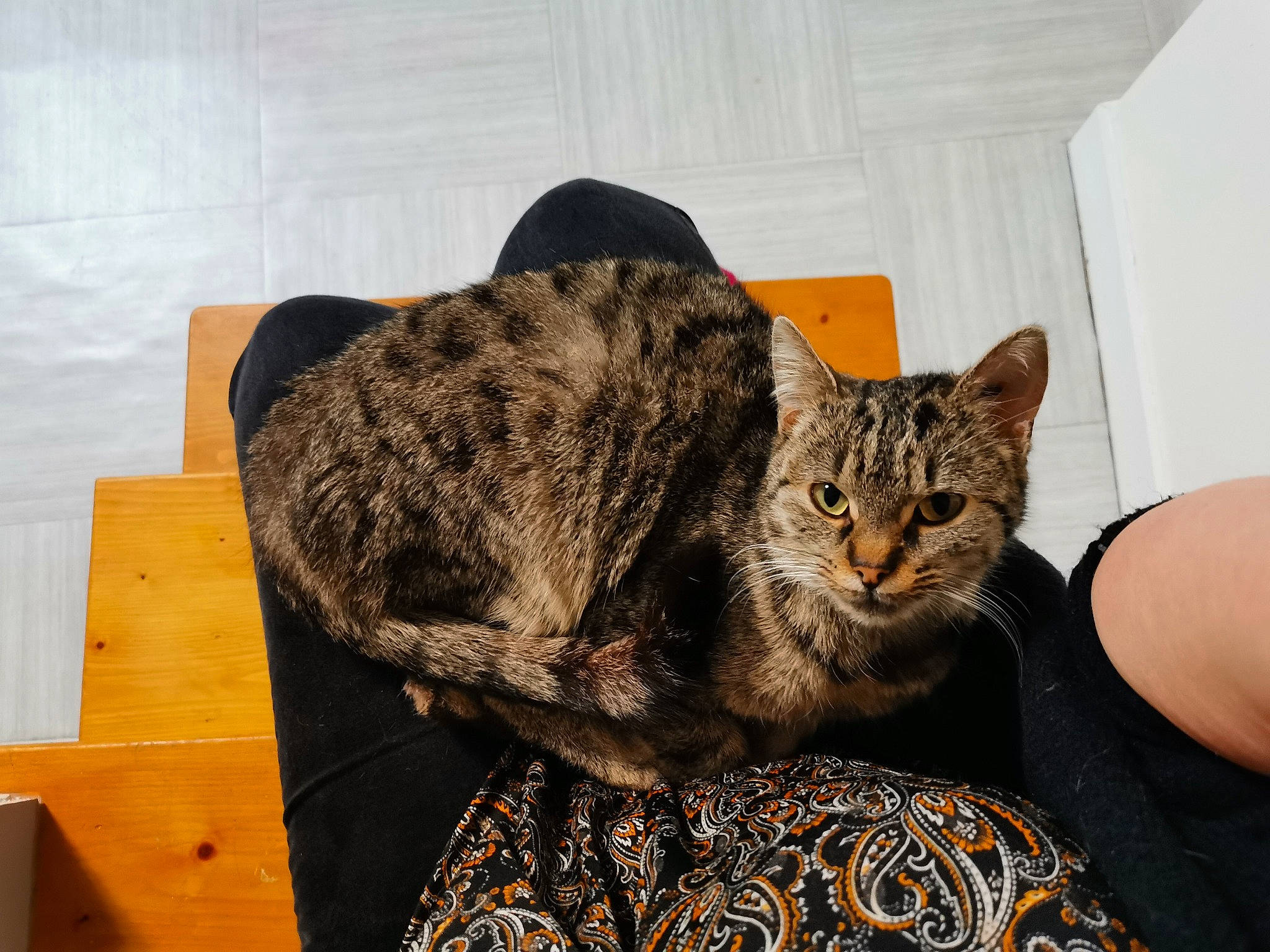 Dolyta a rejoint le concours — aidez-le/la à gagner de superbes lots ! carnivore, cat, cat_supply, comfort, domestic_short_haired_cat, felidae, flooring, fur, grey, hardwood, paw, sitting, small_to_medium_sized_cats, snout, tail, terrestrial_animal, varnish, whiskers, wood, wood_stain