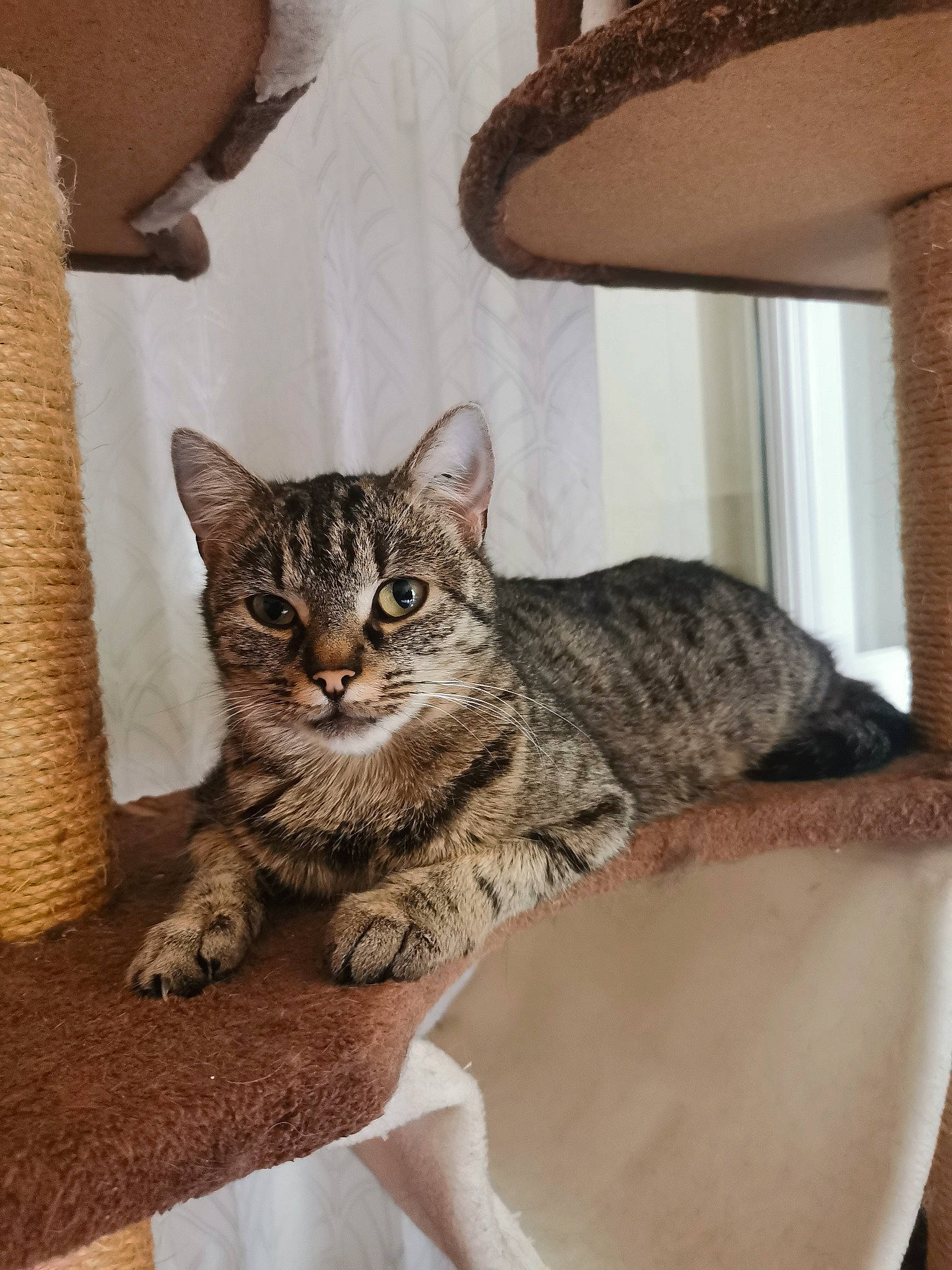 Dolyta a rejoint le concours — aidez-le/la à gagner de superbes lots ! carnivore, cat, cat_supply, comfort, domestic_short_haired_cat, door, felidae, fur, lamp, sitting, small_to_medium_sized_cats, tail, whiskers, window, wood