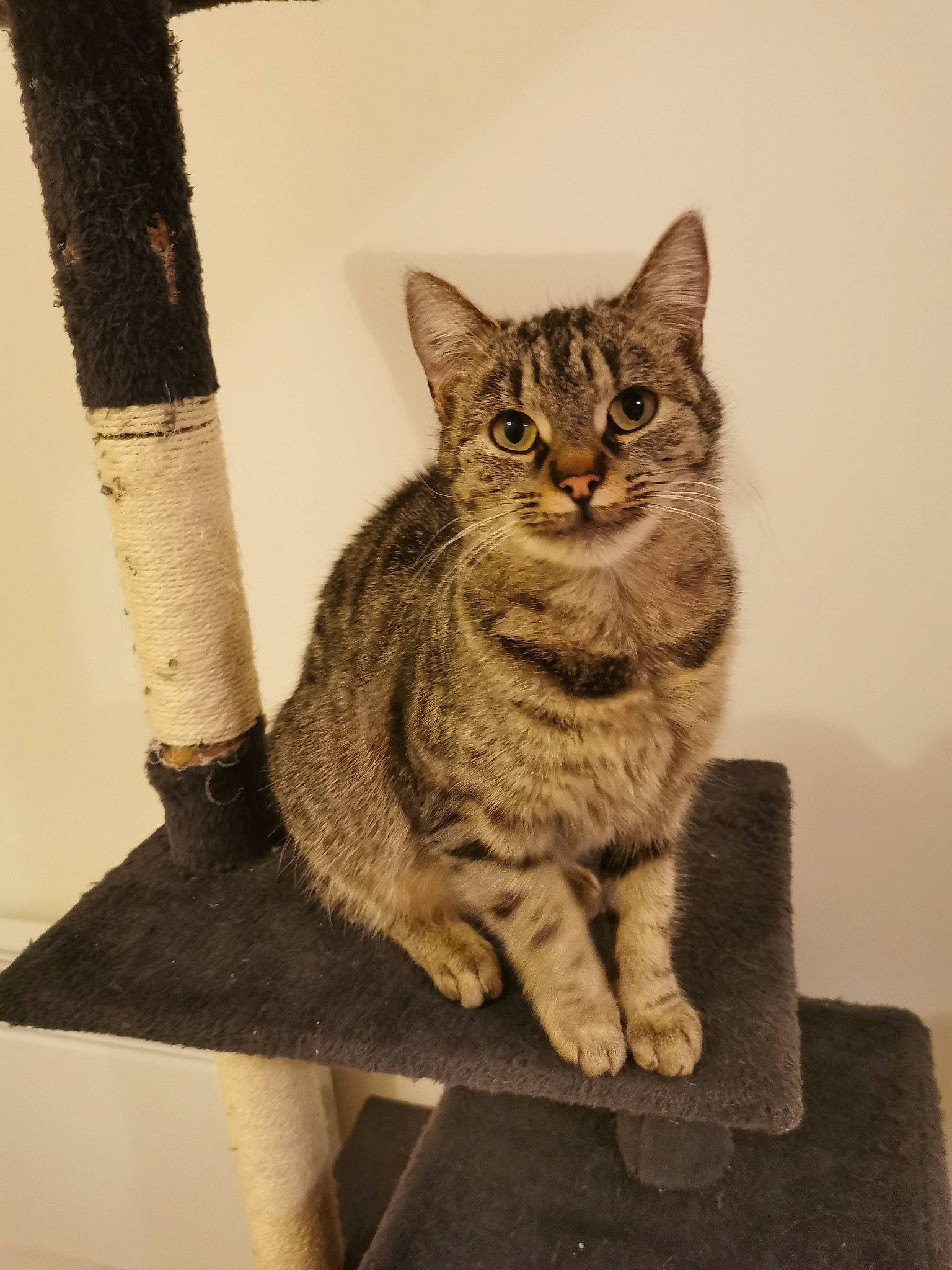 Dolyta participe au concours pour gagner de l'argent avec cette photo : art, carnivore, cat, domestic_short_haired_cat, eye, felidae, fur, grey, paw, sitting, small_to_medium_sized_cats, snout, tail, terrestrial_animal, tree, twig, whiskers, wood