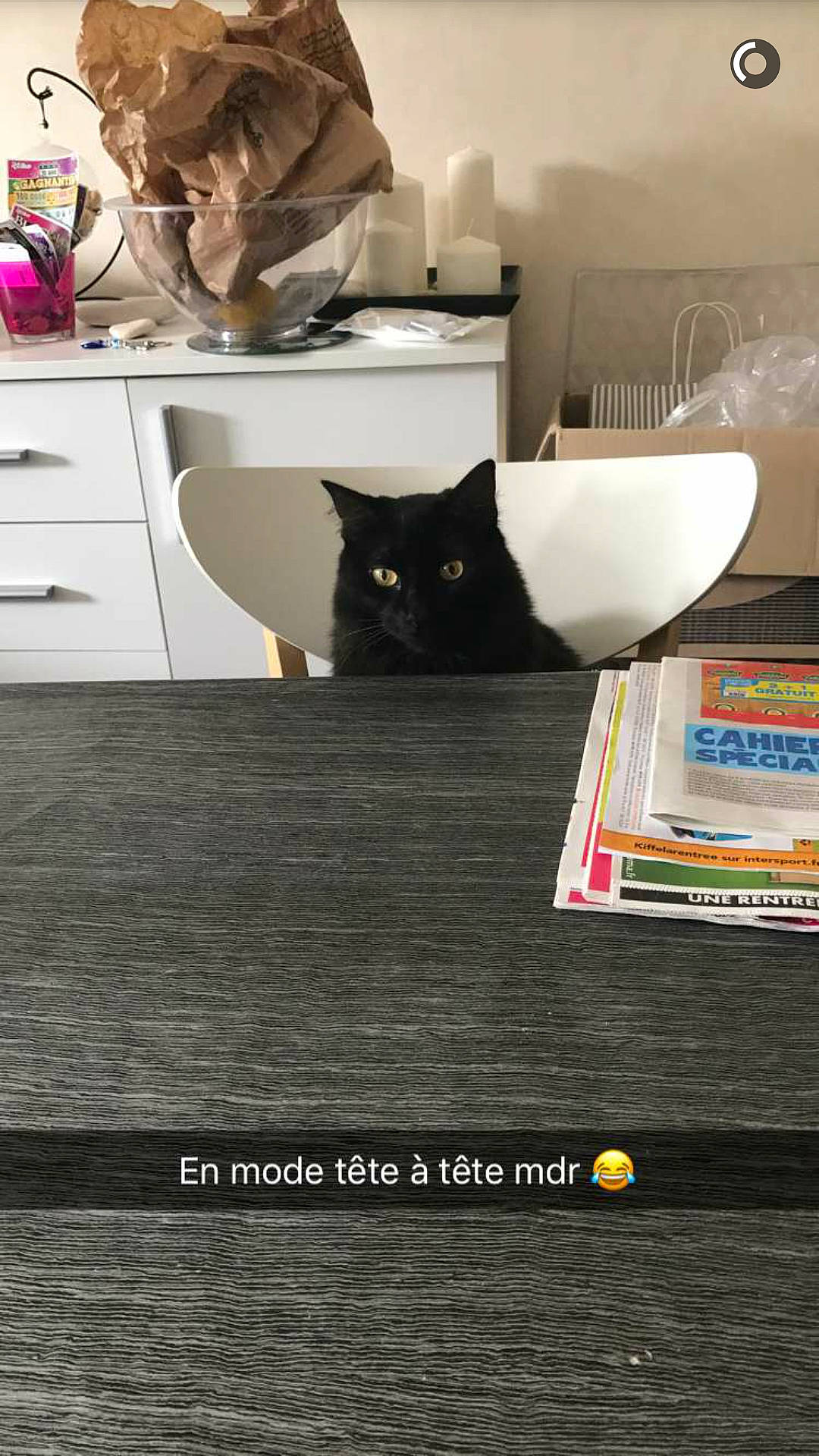 Mojito participe au concours pour gagner de l'argent avec cette photo : black, cabinetry, carnivore, cat, chest_of_drawers, comfort, drawer, felidae, floor, flooring, grey, hardwood, interior_design, lighting, property, shelving, small_to_medium_sized_cats, table, whiskers, wood