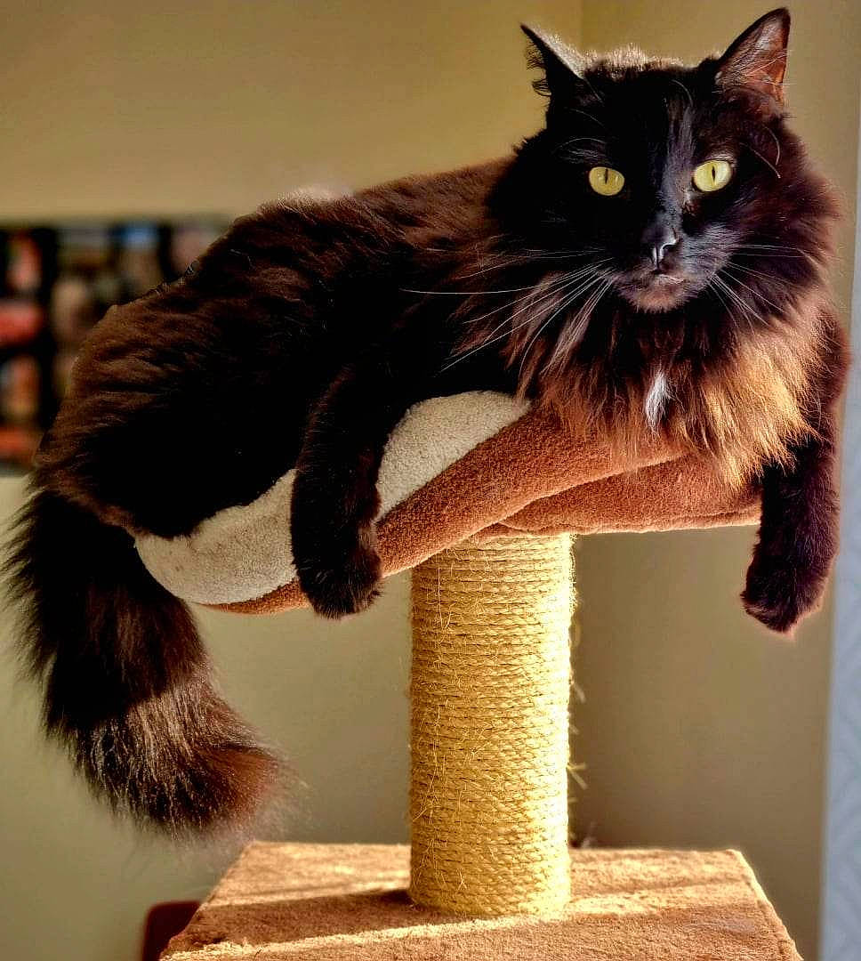 Mojito participe au concours pour gagner de l'argent avec cette photo : black_cat, carnivore, cat, cat_furniture, cat_supply, claw, domestic_short_haired_cat, fawn, felidae, foot, fur, gesture, paw, plant, shelf, small_to_medium_sized_cats, snout, tail, whiskers, window