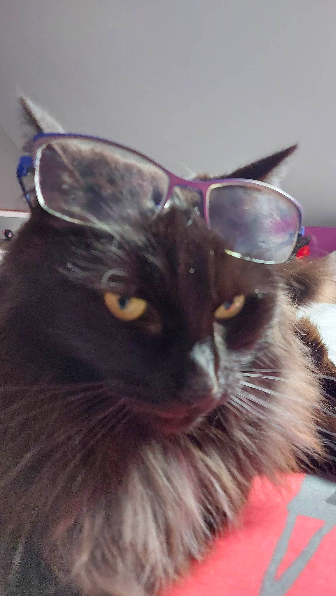 Mojito participe au concours pour gagner de l'argent avec cette photo : black_cat, carnivore, cat, ear, eyewear, felidae, fur, iris, plant, small_to_medium_sized_cats, snout, terrestrial_animal, whiskers