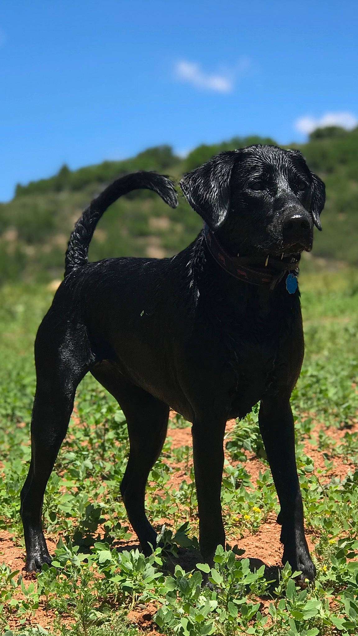 Lady joined the competition — help win amazing prizes! canidae, carnivore, cloud, collar, companion_dog, dog, dog_breed, dog_collar, fawn, grass, grassland, liver, plant, sky, snout, sporting_group, tail, terrestrial_animal, wildlife, working_animal