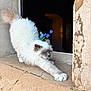 animal, blue_flowers, cat, closeup, cozy, daylight, domestic_cat, feline, fluffy, gray_face, nature, outdoor, pet, quiet, relaxing, stone_ledge, stretching, sunlight, white_cat, window