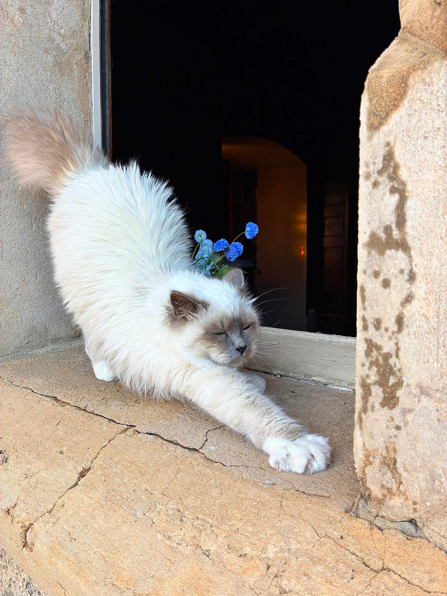 Queen Bella is registered to the contest to win money with this photo: animal, blue_flowers, cat, closeup, cozy, daylight, domestic_cat, feline, fluffy, gray_face, nature, outdoor, pet, quiet, relaxing, stone_ledge, stretching, sunlight, white_cat, window