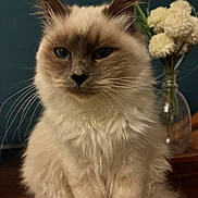 Miss Bella participe au concours pour gagner de l'argent avec cette photo : animal, blue_eyes, cat, close_up, cute, decor, domestic_cat, ears, feline, flowers, fluffy, fur, indoor, pet, portrait, sitting, table, teal_wall, vase, whiskers