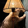 Miss Bella a rejoint le concours — aidez-le/la à gagner de superbes lots ! cat, lamp, lampshade, white_cat, feline, indoor, curious, paw, wall, light, shadow, cozy, night, furniture, home, decor, animal, pet, whiskers, soft